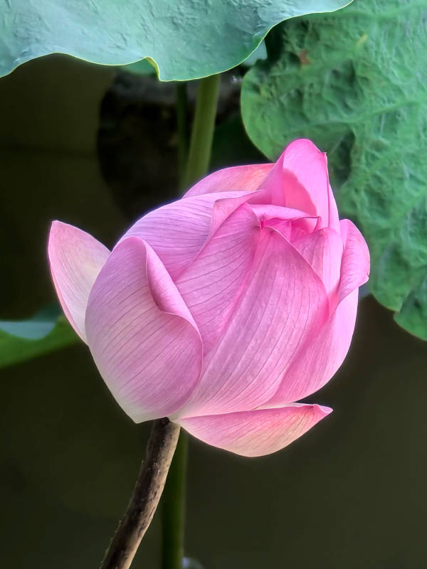 粉红莲花初绽图片