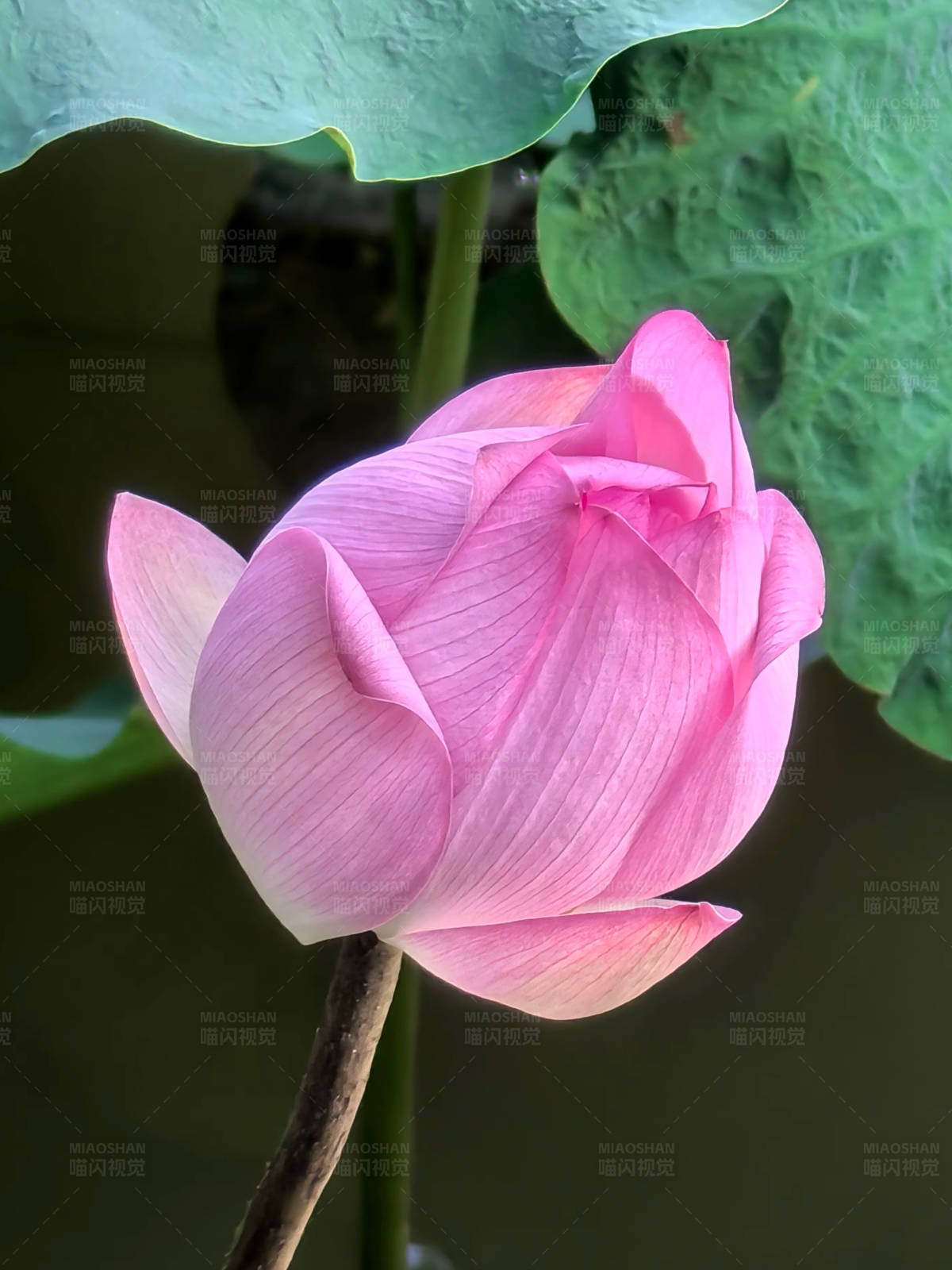 粉红莲花初绽图片