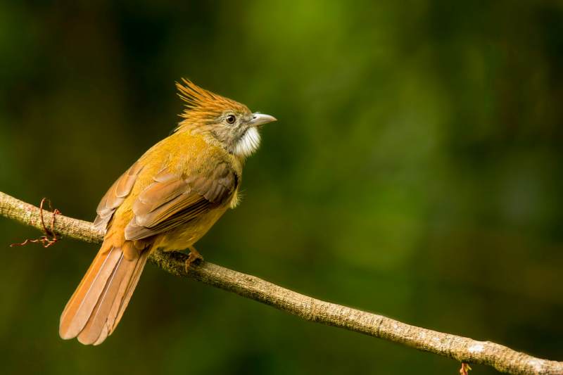 热带雨林中的白喉冠鹎图片