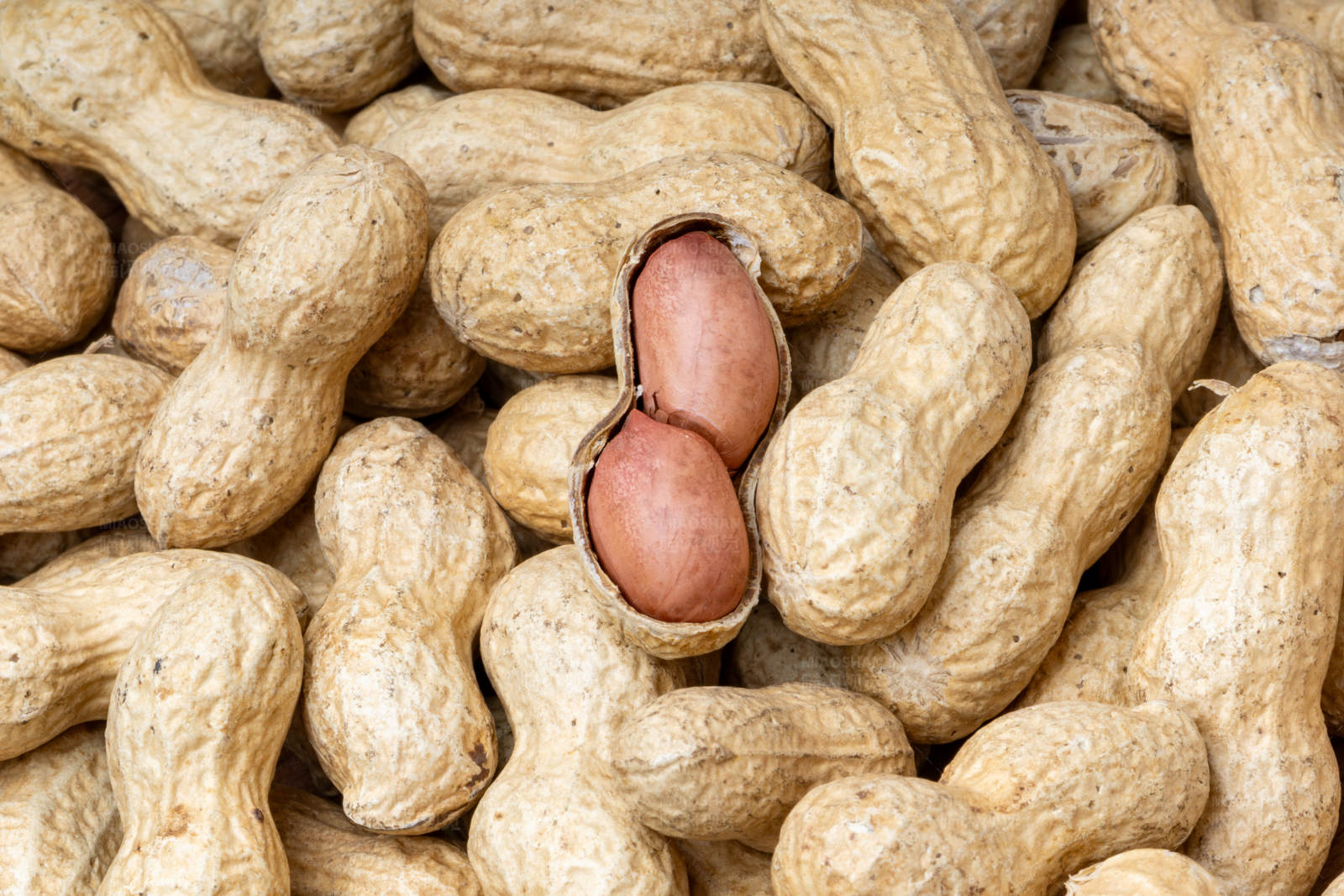 花生堆中的花生仁图片