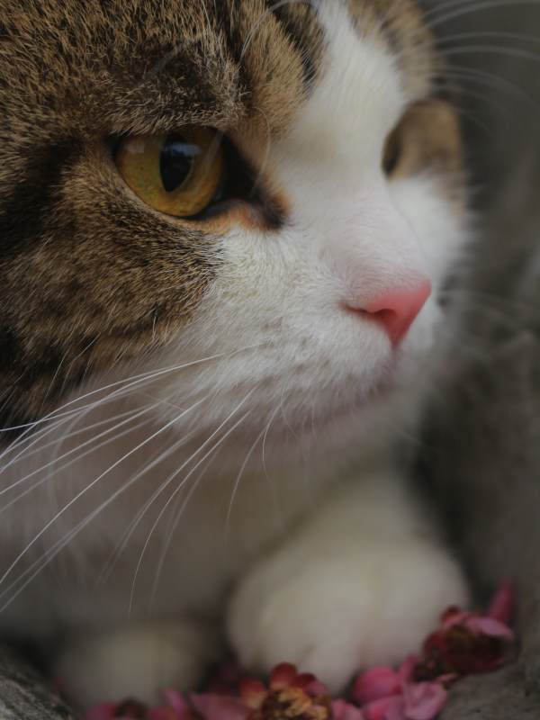 猫咪的温柔凝视图片