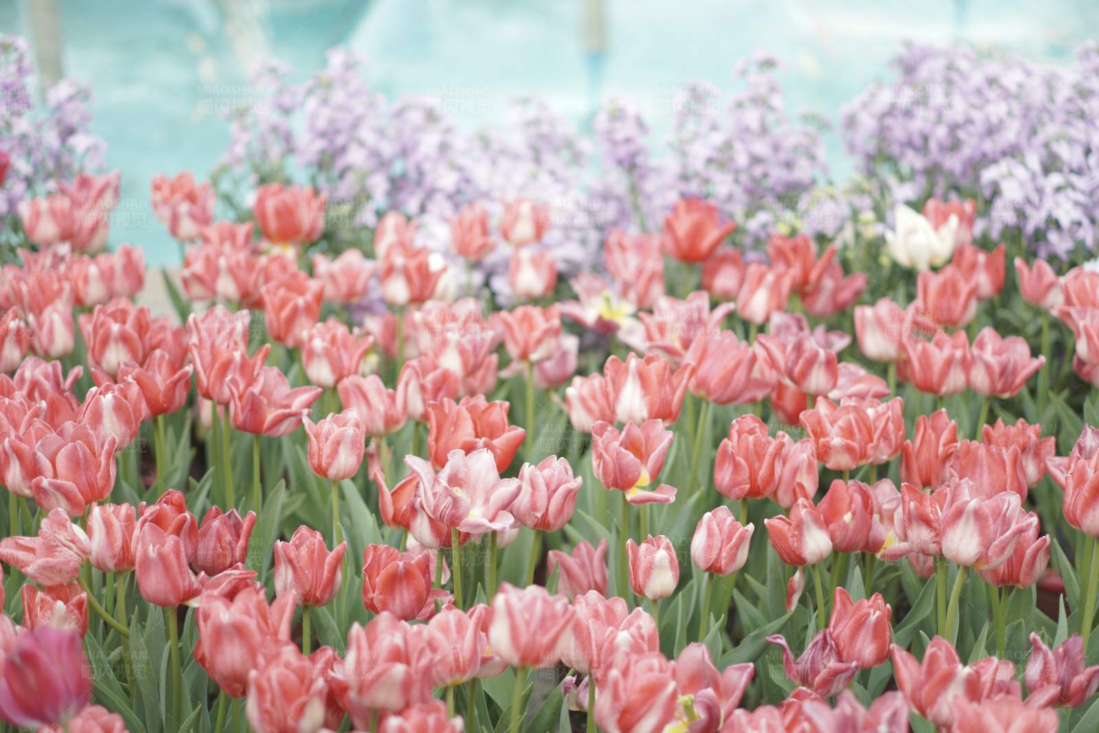 花海绽放 春意盎然图片