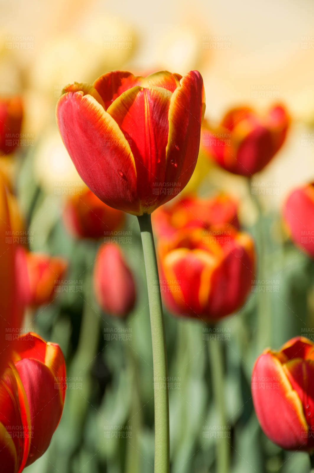 红色郁金香的春天图片