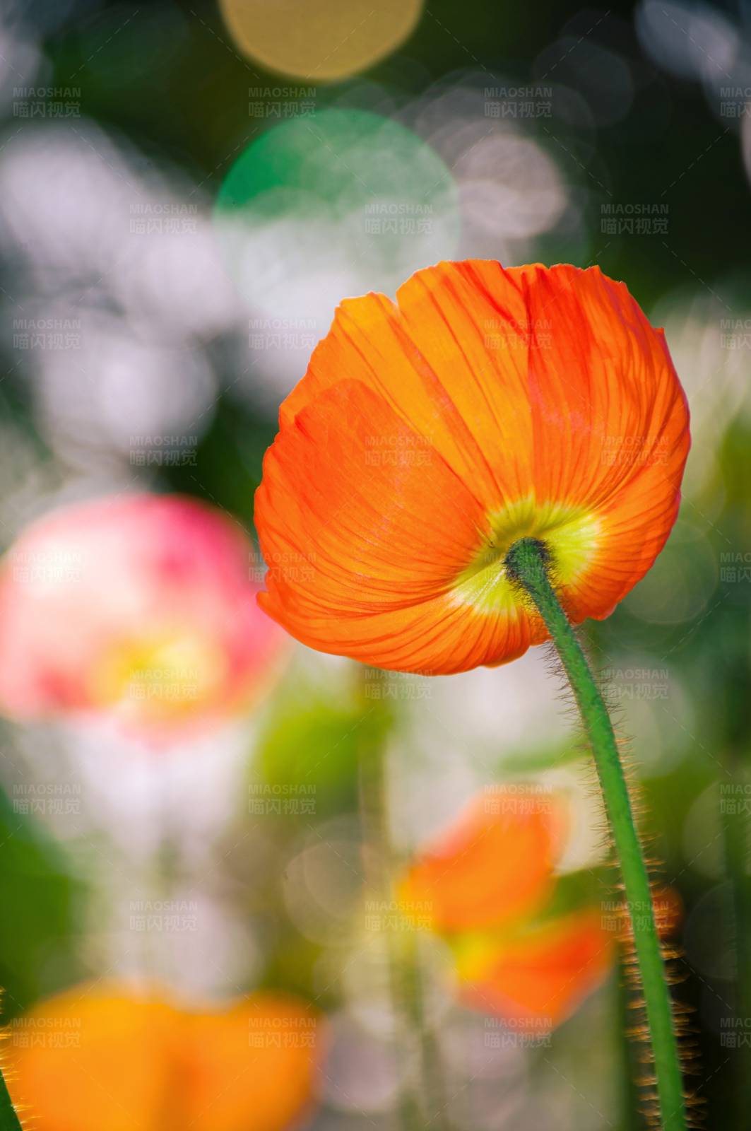 橙色虞美人的特写图片