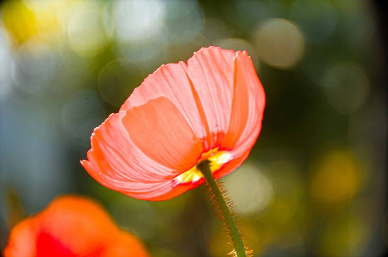 绽放的红色虞美人图片