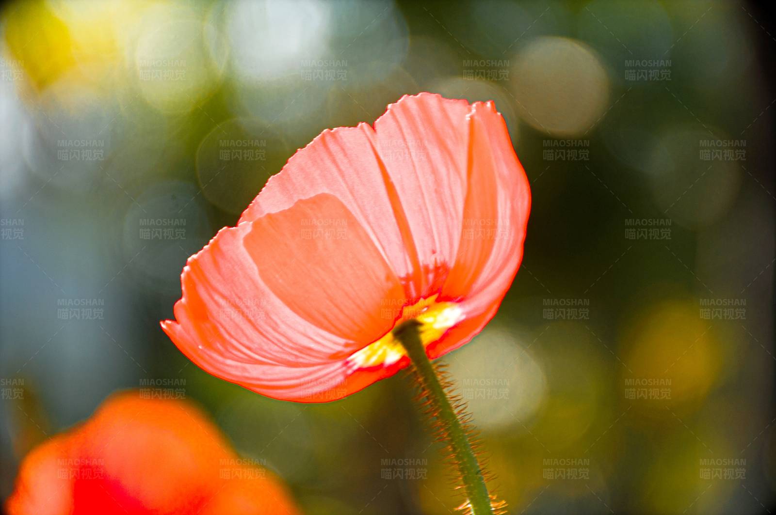 绽放的红色虞美人图片