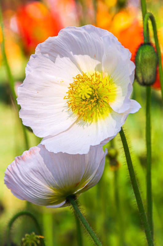 白色虞美人的特写图片