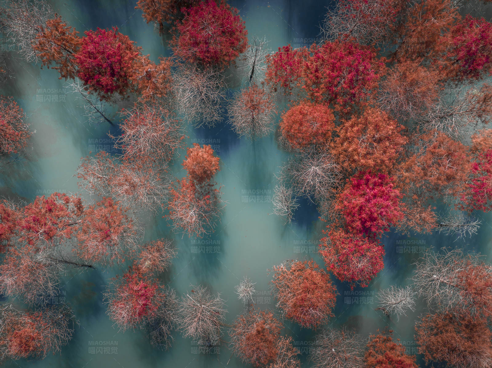 台州长潭水库红树林图片