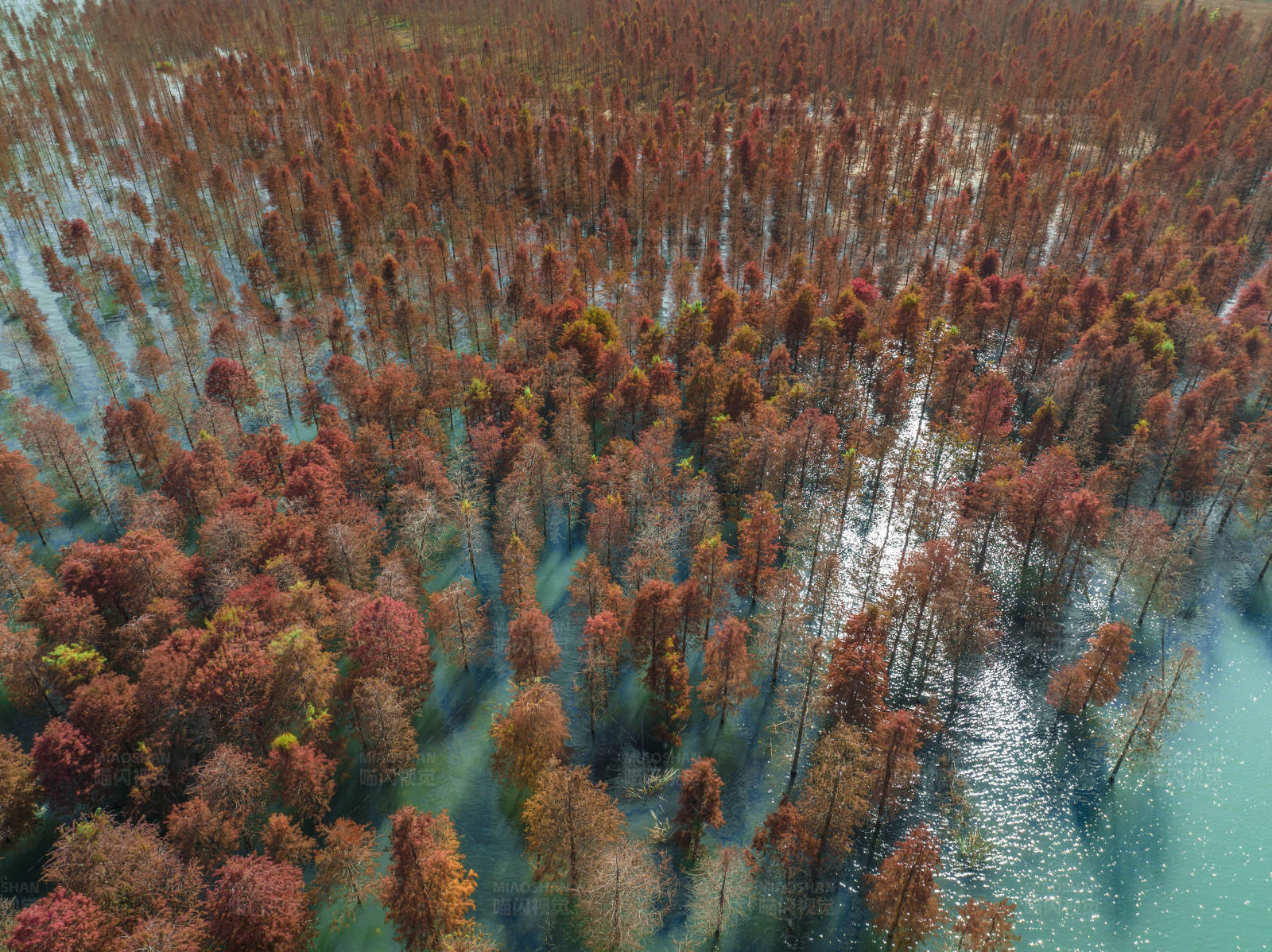 台州长潭水库红树林图片