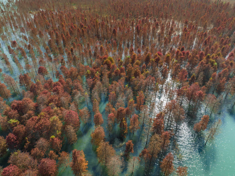 台州长潭水库红树林图片