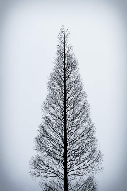 孤独的冬季树影图片