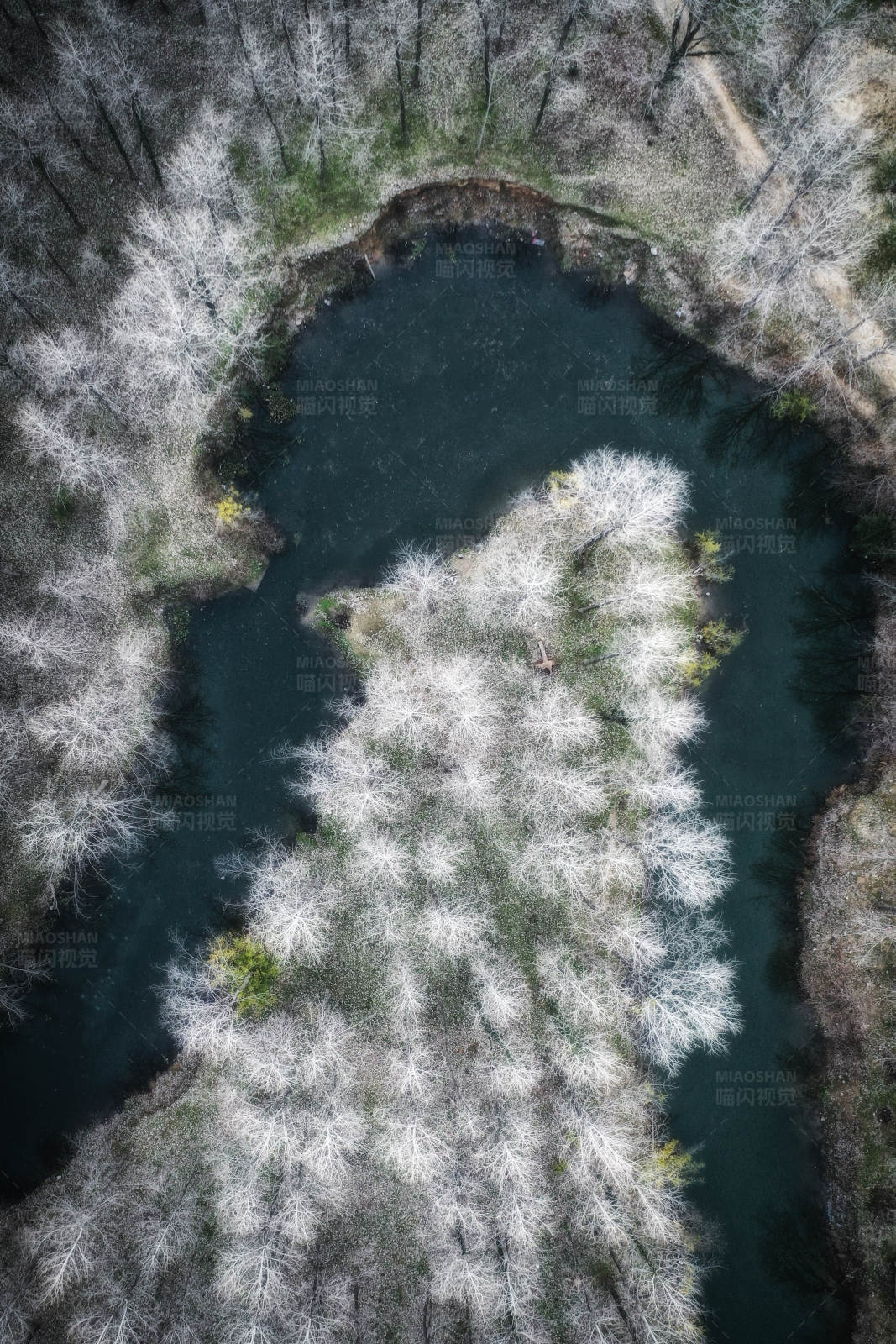 冬日森林中的神秘湖泊图片