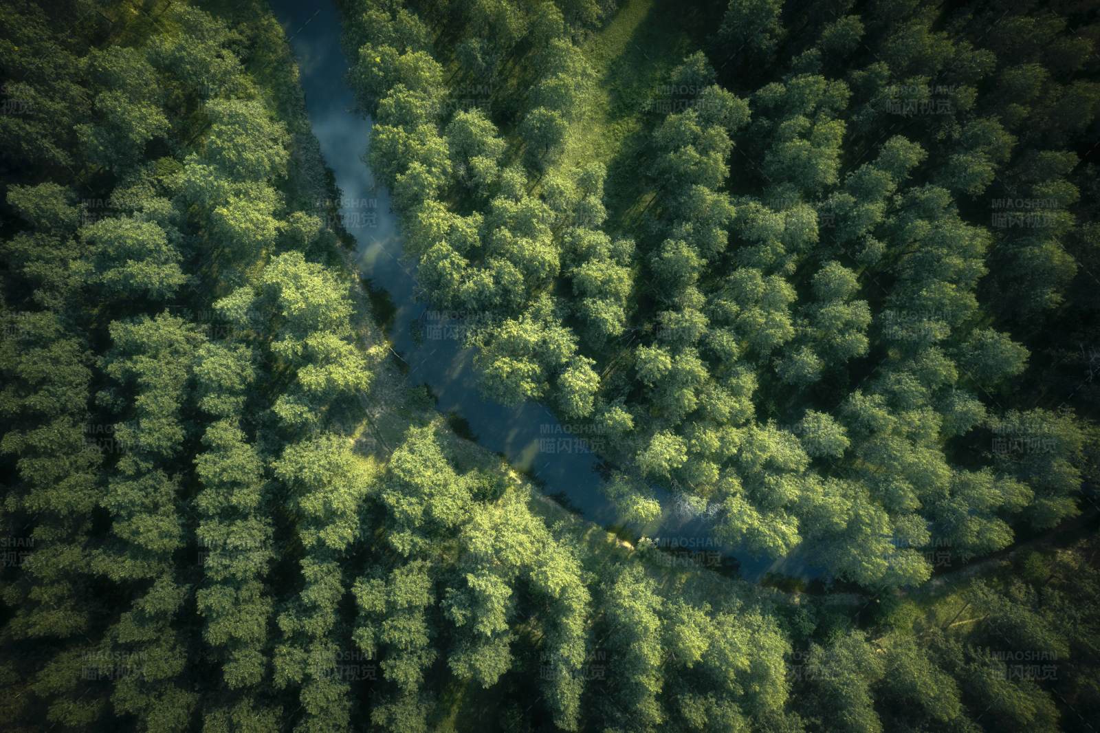森林中的河流图片
