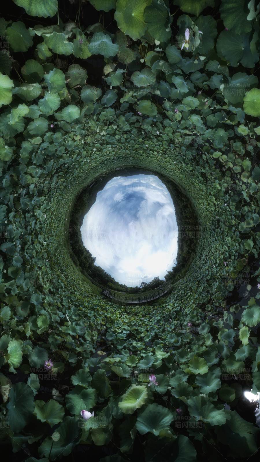 荷叶隧道图片