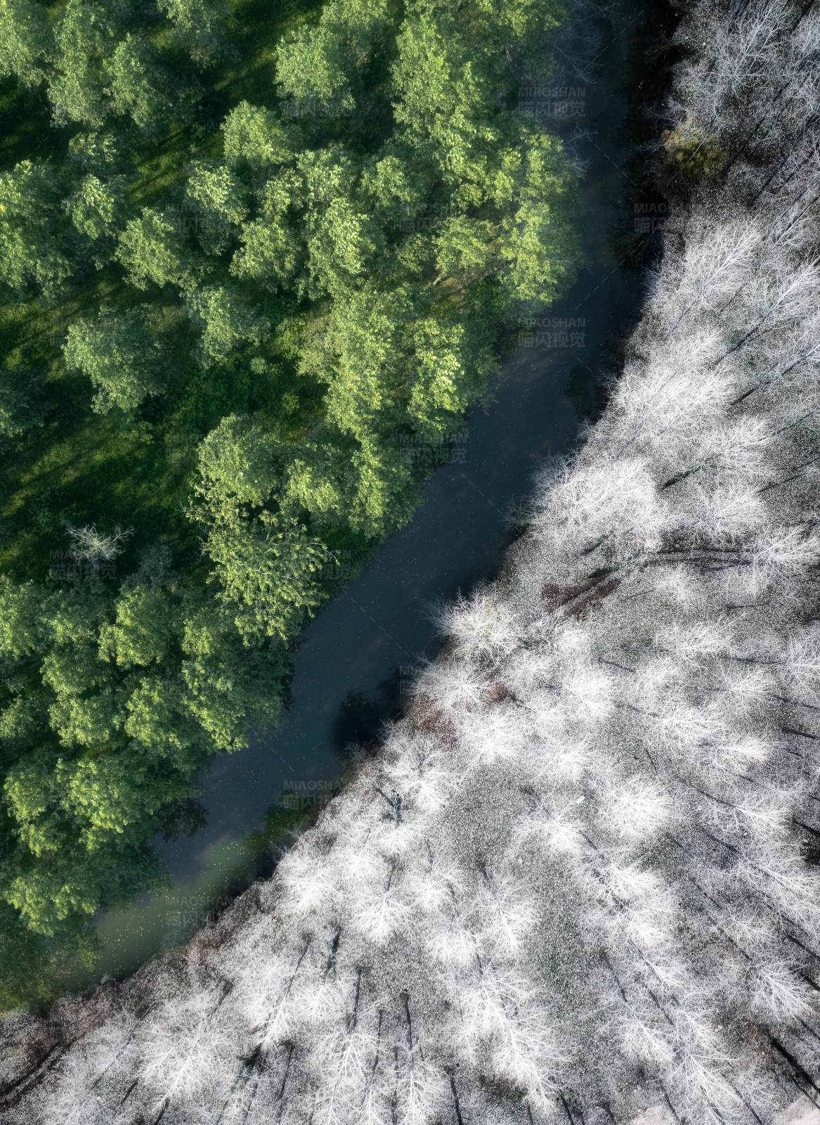 森林对比 生机与枯萎图片