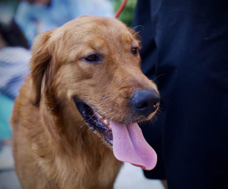 金毛犬的微笑图片