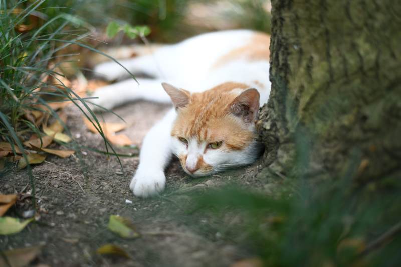 猫咪树下休息图片
