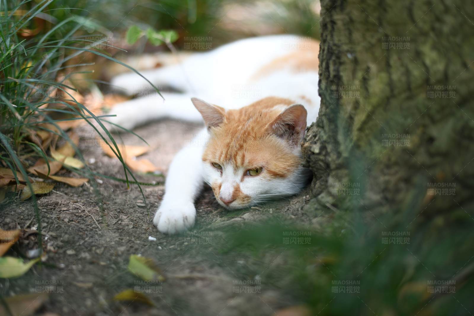 猫咪树下休息图片