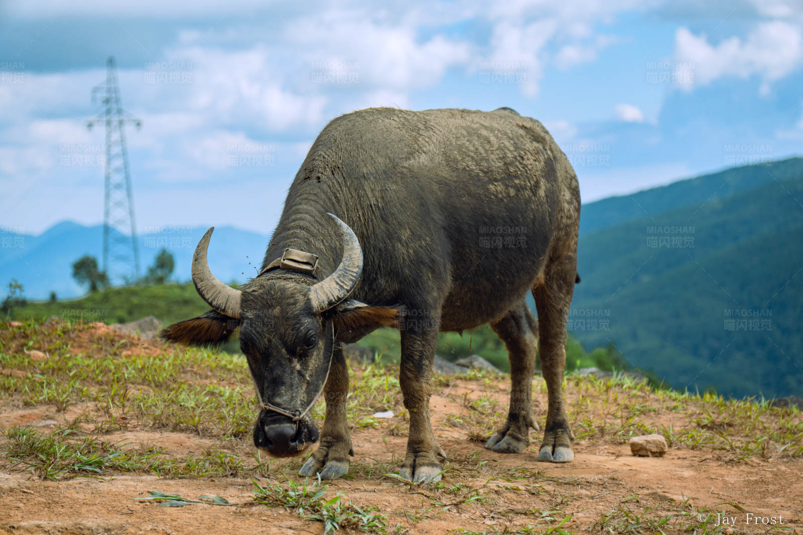 山野间的水牛图片