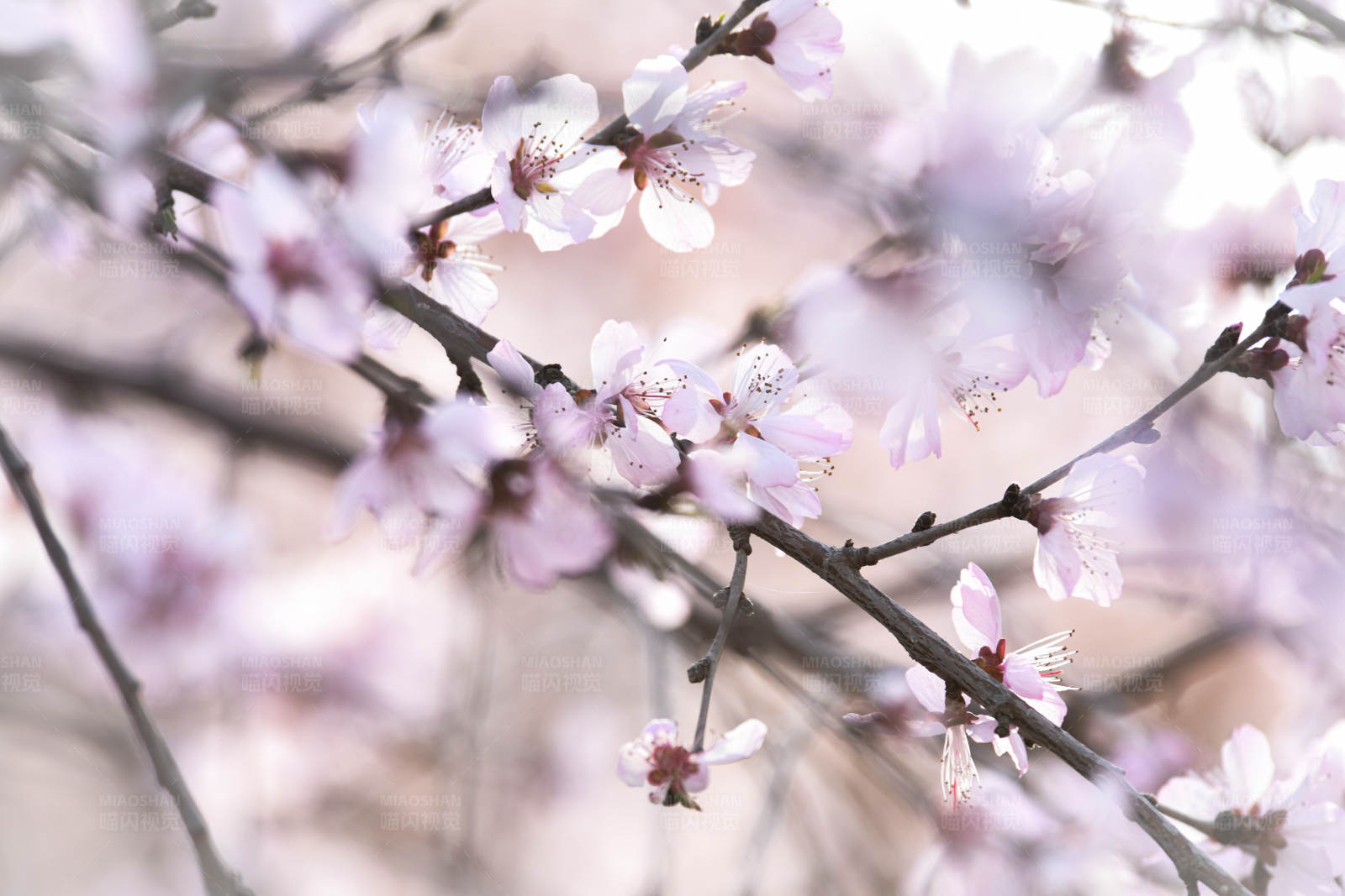 春日桃花绽放图片