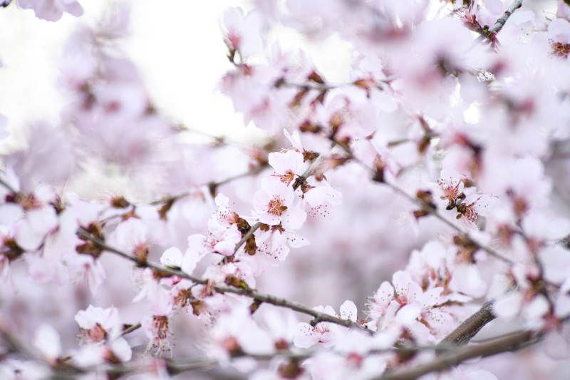 桃花盛开的美丽景象图片