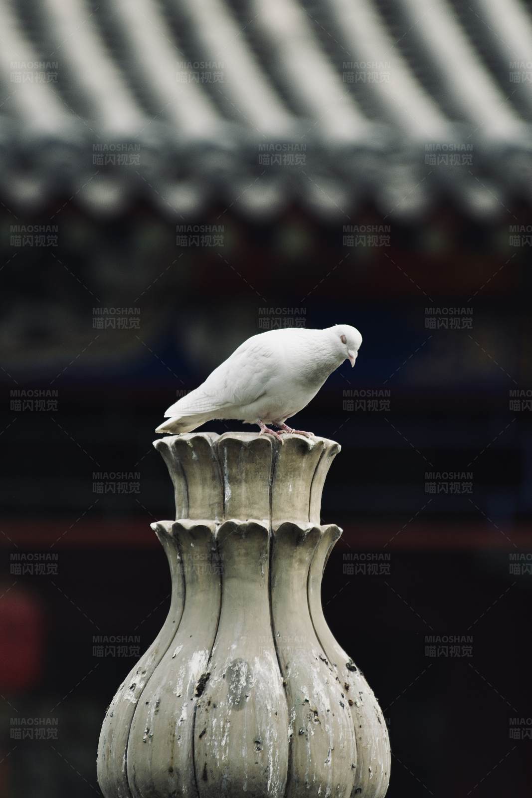 白鸽栖息古建筑之上图片