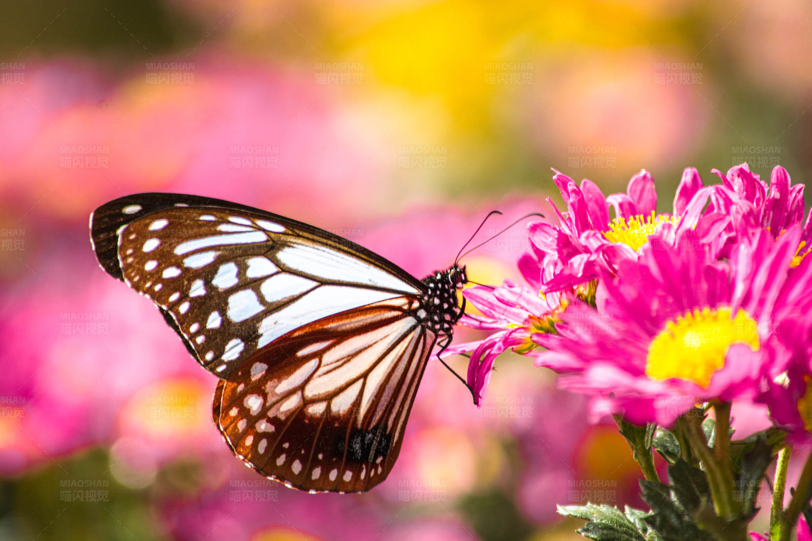 蝴蝶与花的美丽邂逅图片