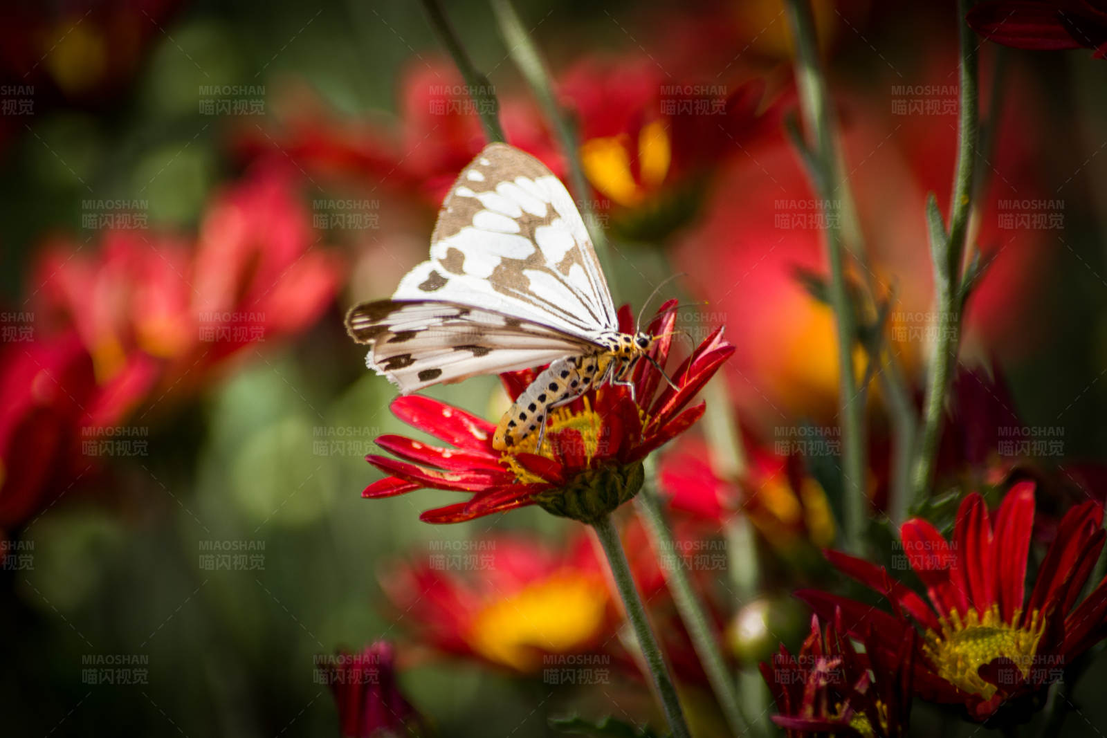 蝴蝶与红花图片