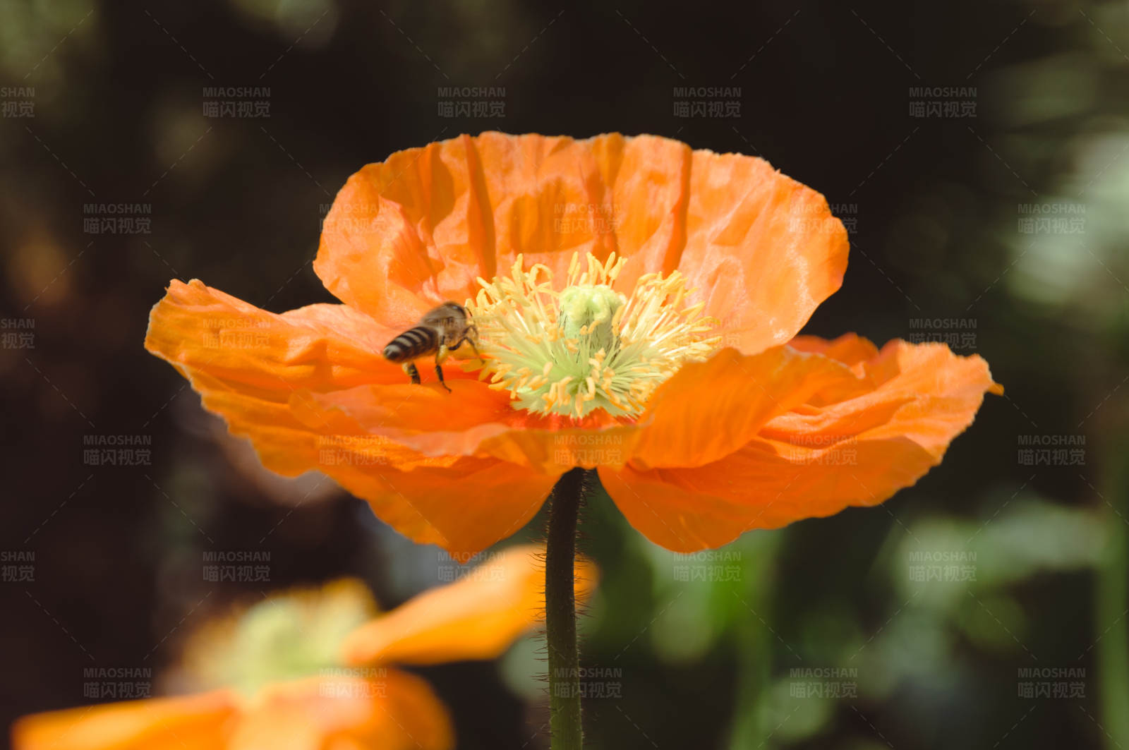 蜜蜂采蜜于橙色虞美人图片