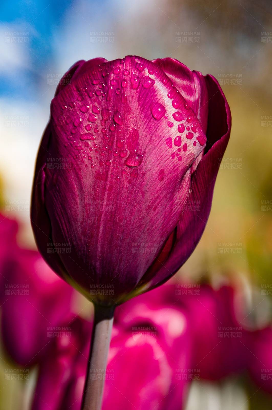 雨后郁金香图片