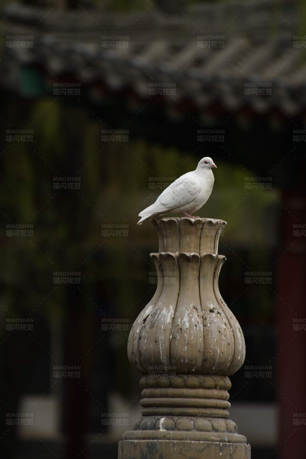 白鸽栖息古建筑之上图片
