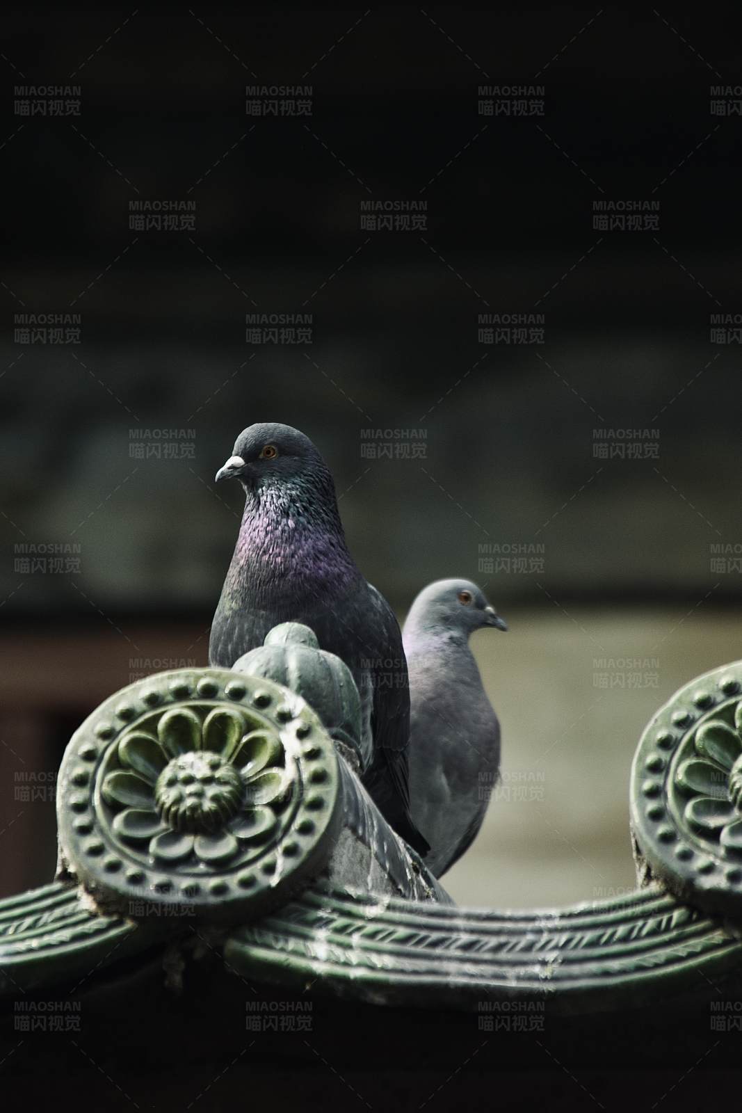 屋顶上的两只鸽子图片