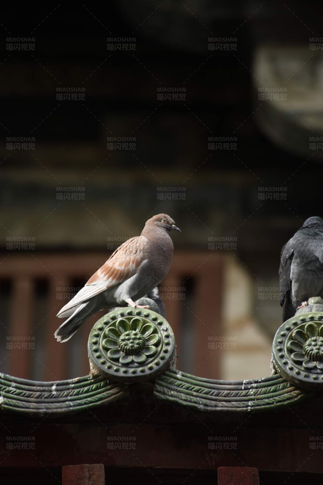 鸽子栖息在传统建筑上图片