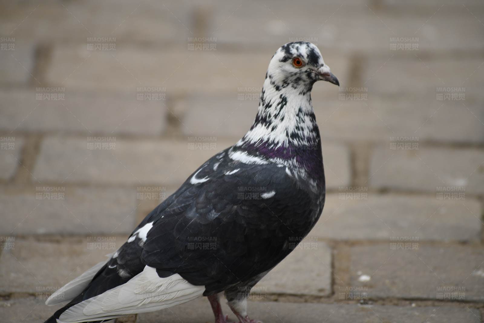 城市鸽子的特写镜头图片