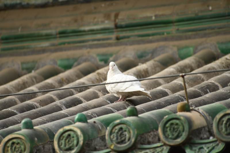 白鸽栖息古瓦间图片