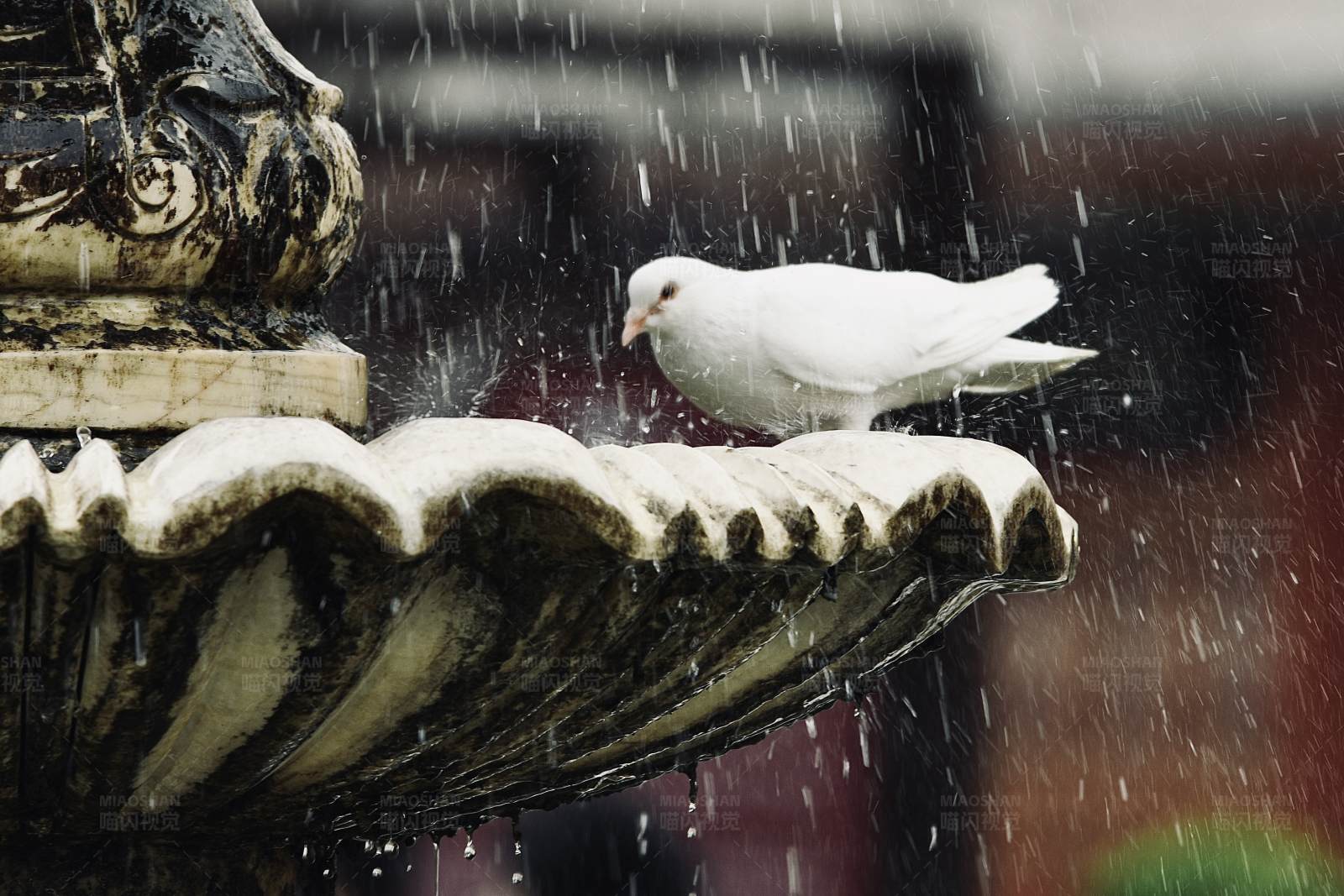 雨中白鸽栖息喷泉图片