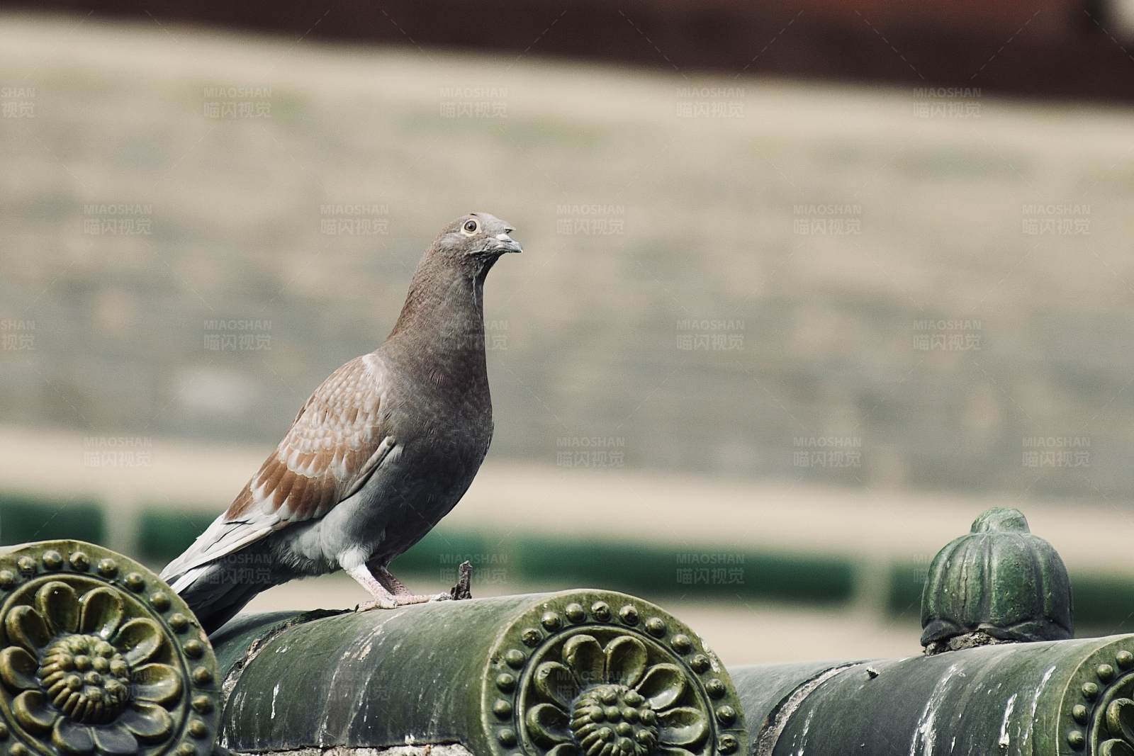 鸽子栖息在古老建筑上图片