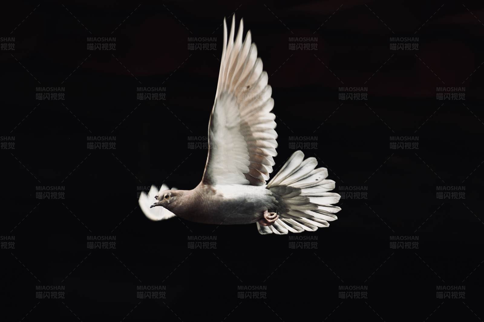 飞翔的白鸽图片