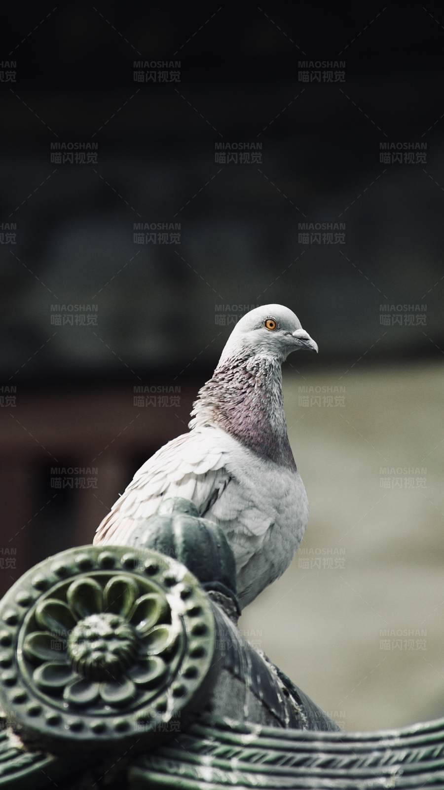 鸽子栖息在古老建筑上图片