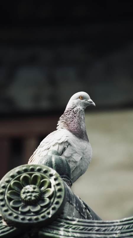 鸽子栖息在古老建筑上图片