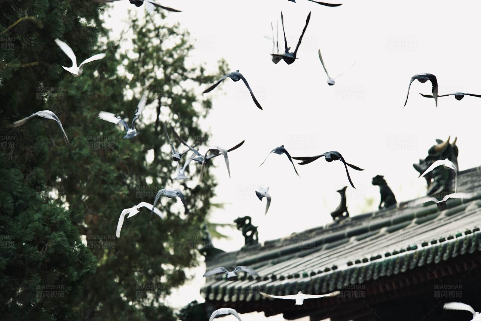 飞鸟掠过古建筑图片