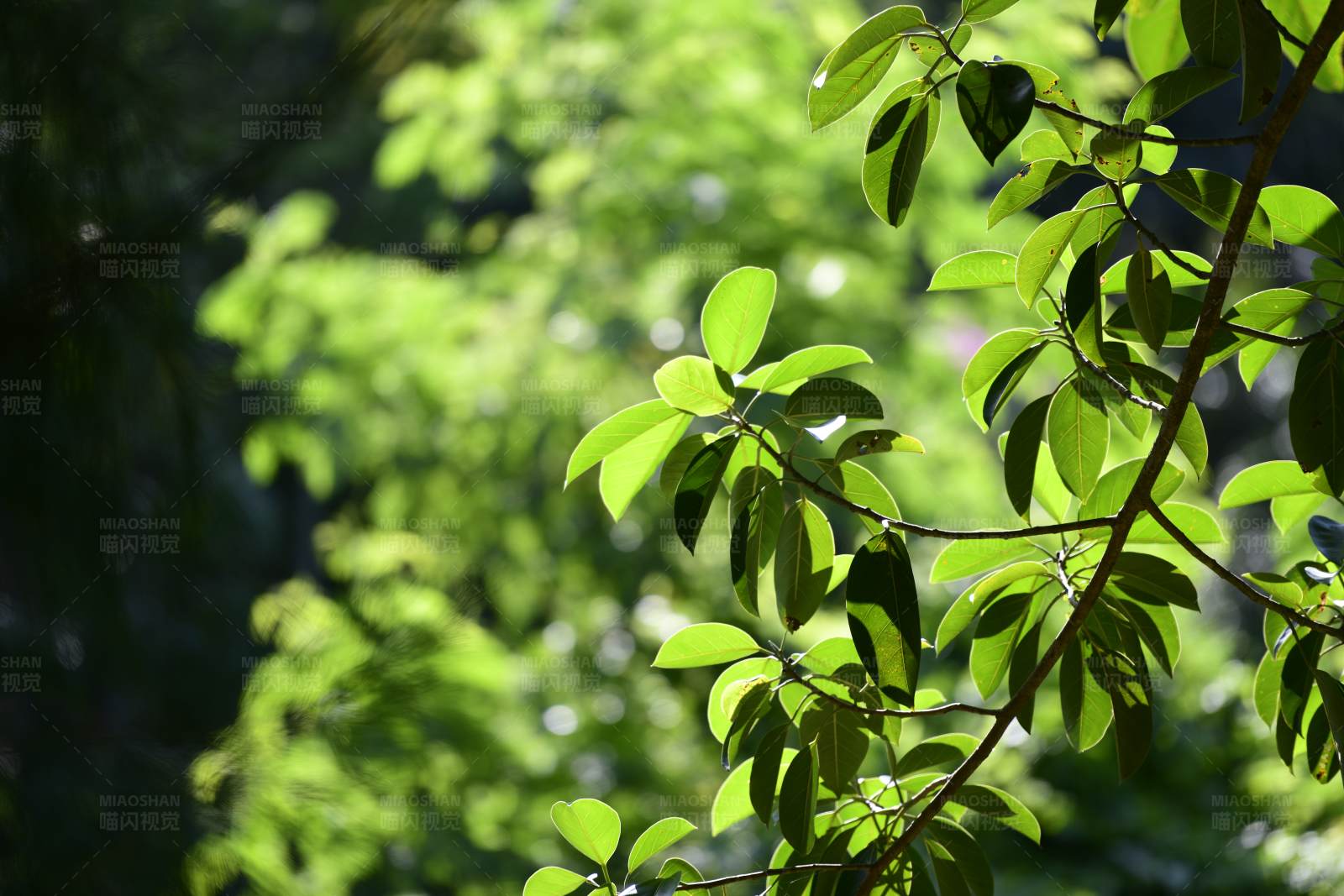 阳光下的绿叶图片