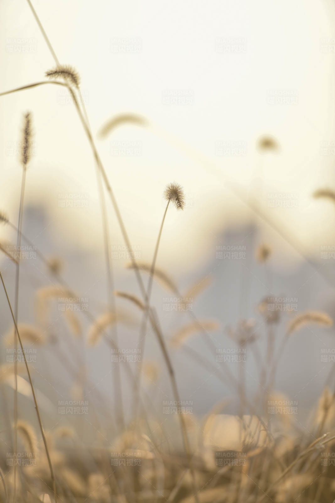 晨光中的狗尾巴草图片
