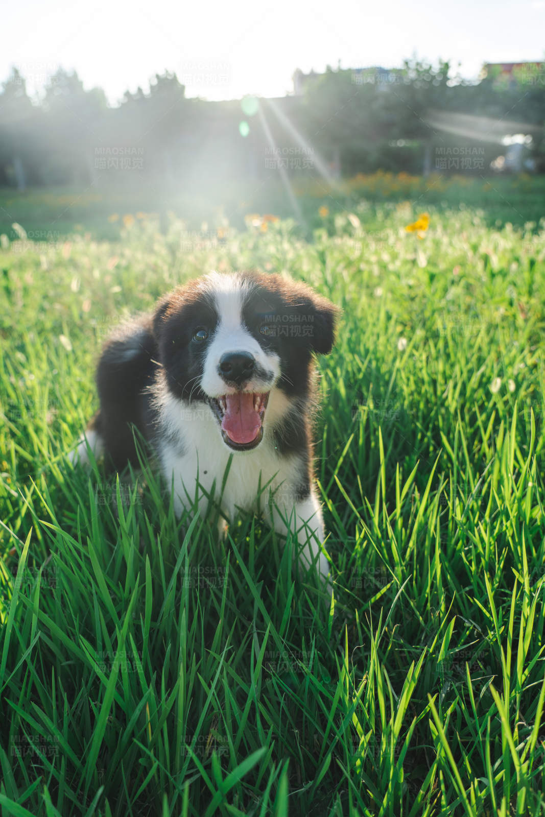 阳光下的快乐小狗图片
