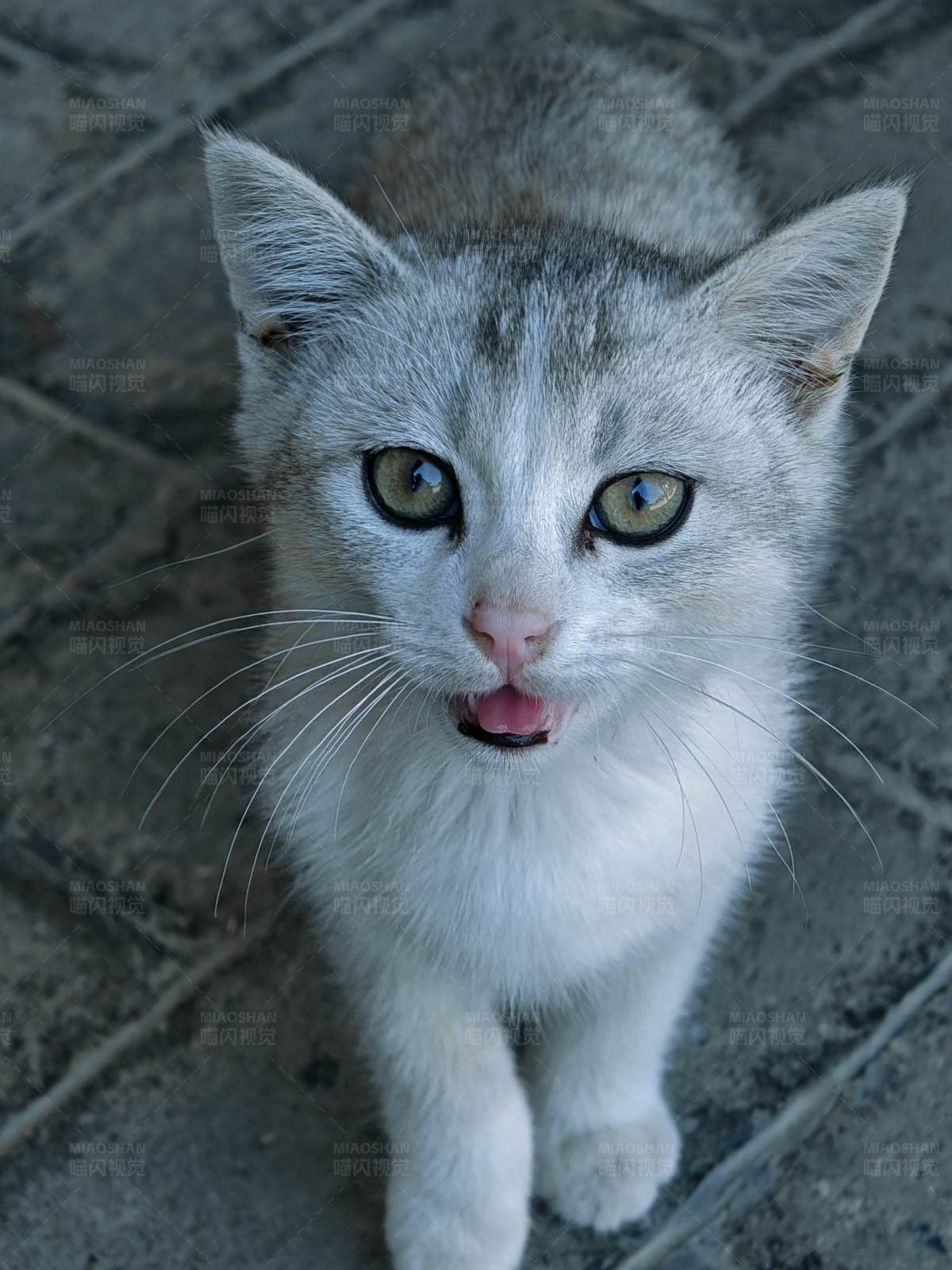 小猫的呼唤图片