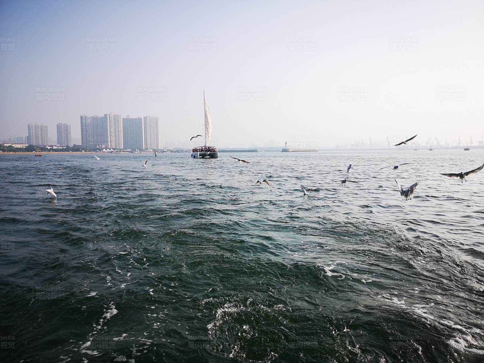 海鸥与帆船图片