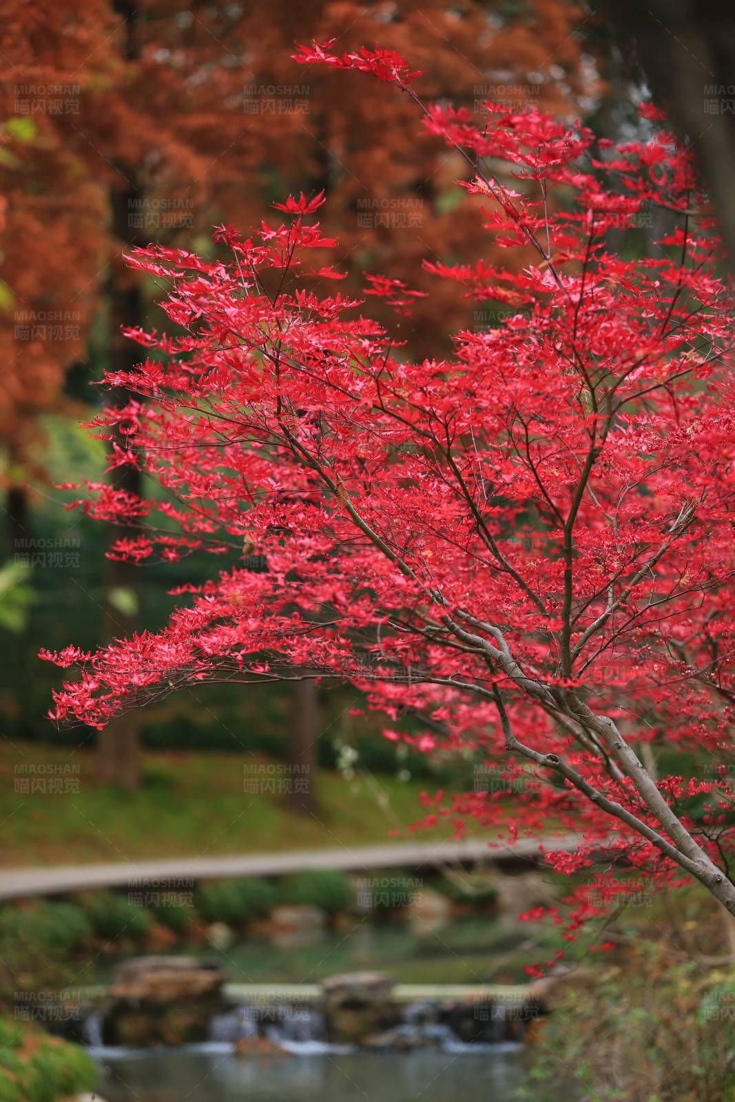 红枫映水 秋意浓图片