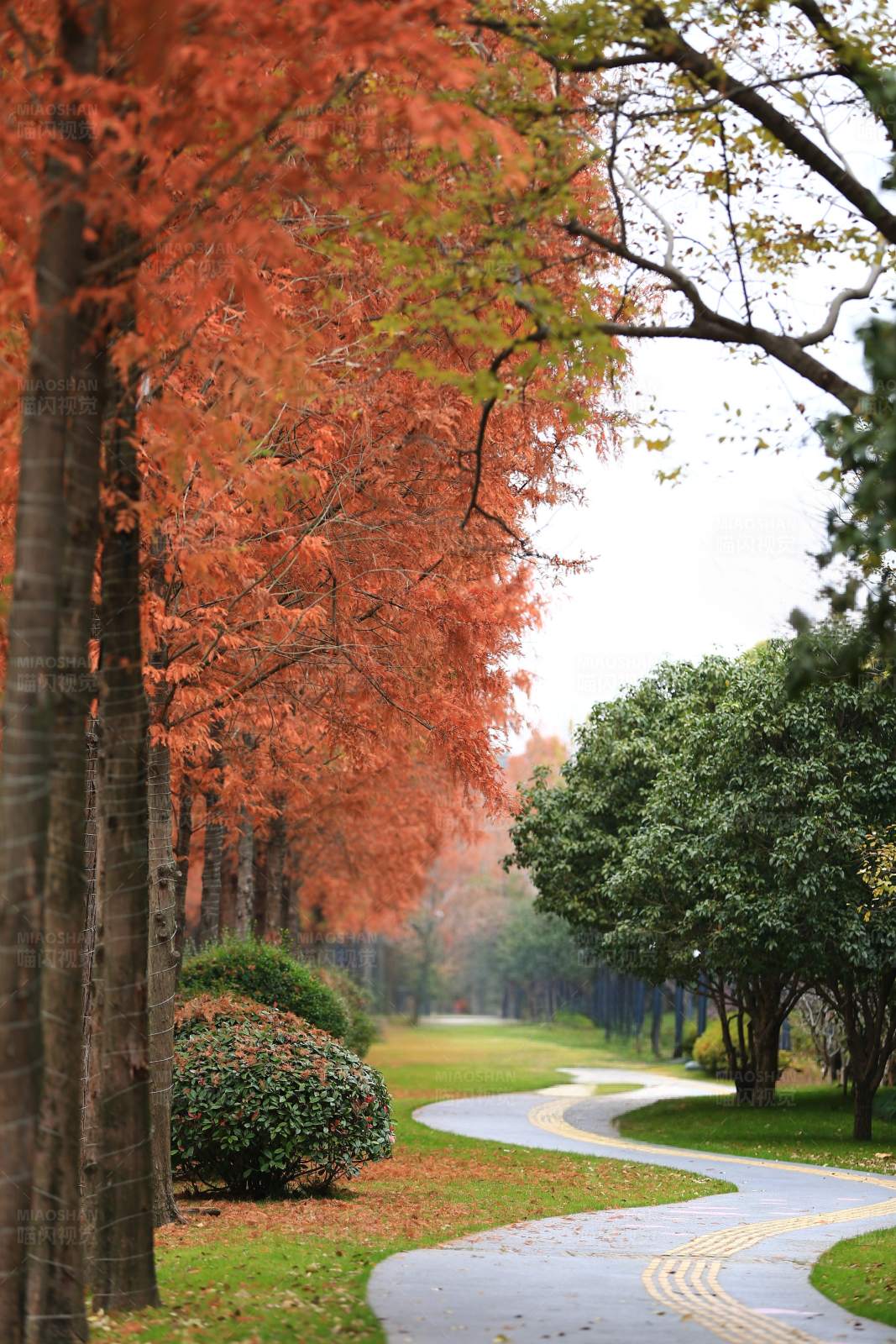 秋日林荫道图片