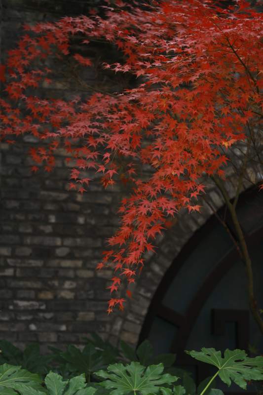 红枫映古墙图片