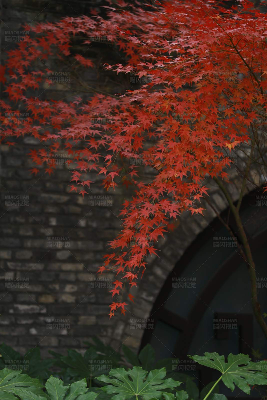 红枫映古墙图片
